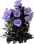 Canterbury Bells
